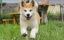 Akita japońska