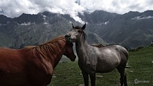 Konie na zboczach Kazbeku, Gruzja