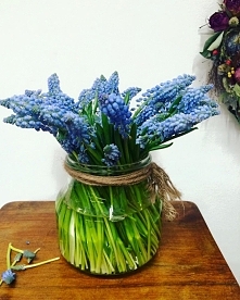 wiosennie... szafirkowo :P