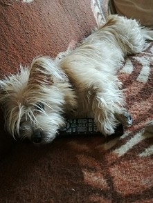 pilot-niezbedne akcesorium psa