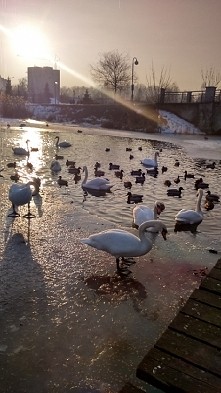 Jak to mówi moja córka: Kac...