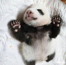 pandaa <3
