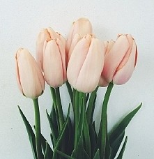 uwielbiam tulipany ♡