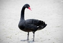 Takie cudo u nas w Kołobrze...