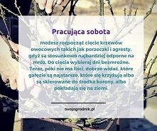 pracująca sobota