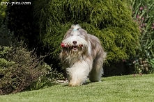 Bearded collie