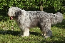 Bearded collie