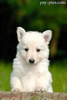 Biały owczarek szwajcarski szczeniak*