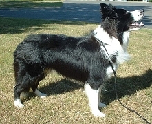 Border collie*