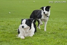Border collie*