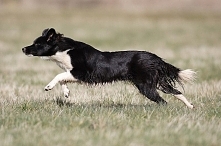 Border collie Black and white*