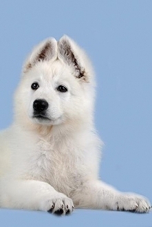 Biały owczarek szwajcarski szczeniak*