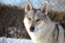 Wilczak czechosłowacki*