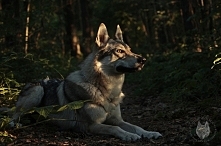 Wilczak czechosłowacki*