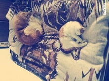 konspiracja rudych zwierząt :D