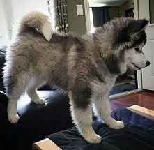 Husky <3