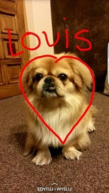 Mój Louis na zawsze w moim sercu