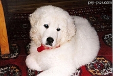 Czuwacz słowacki szczenie*