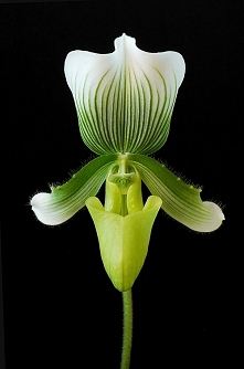 Paphiopedilum (sabotek)