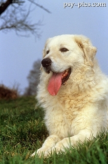 Owczarek węgierski Kuvasz* Sierść  może być prosta lub falista