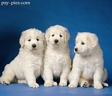 Owczarek węgierski Kuvasz szczenięta*