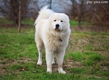 Owczarek Maremmano-Abruzzese*