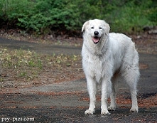 Owczarek Maremmano-Abruzzese* jest doskonałym psem stróżującym
