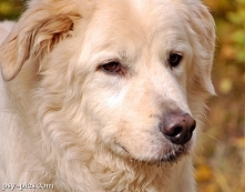 Owczarek Maremmano-Abruzzese*