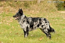 Owczarek węgierski Mudi*