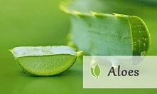aloes - kilka ciekawych informacji