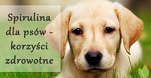 spirulina dla psów - jakie korzyści daje?