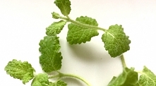 Mięta. Uniwersalna w kuchni i medycynie ludowej - właściwości
