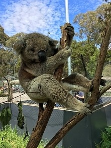 takie cuda tylko w Australii :)