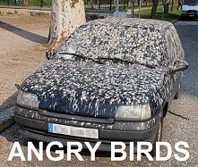 angry birds °u°