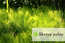 skrzyp polny - właściwości