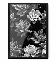 Plakat SUKULENTY

Dostępny w rozmiarach:
A3
40/50 cm
50/70 cm
70/100 cm
+inne na życzenie