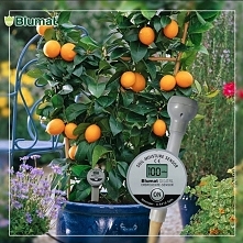 Czujnik wilgotności blumat zapewni Twoim roślinkom optymalną ilość wody o każdej porze.