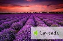 Lecznicze właściwości lawendy i jej zastosowanie