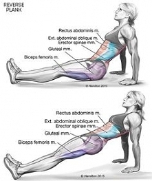 reverse plank