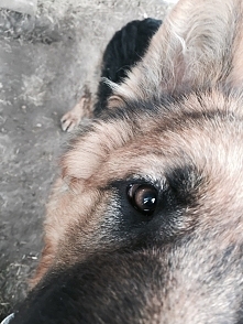 piesek mojej kuzynki <3