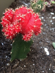 na głowie mam kaktusa i pap...