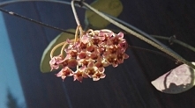 Hoya brevielata