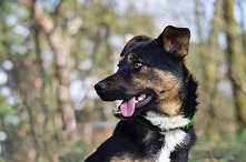 Nazywam się Set i szukam najlepsiejszego domu na caluuuuśkim świecie! Jestem jeszcze dzieciakiem mam jakieś 10 miesięcy, nie jestem i nie będę duży w tej chwili sięgam do połowy...