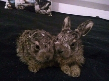 Zbliża się Wielkanoc, co za tym idzie ? A no na przykład sytuacja z dzisiaj. Te dwa małe szkraby zostawione same sobie, porzucone na śmietniku przy ulicy Krakowskiej w Suwałkach...