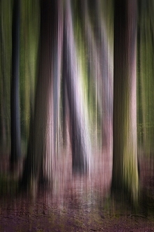 . . . nieopodal lasu