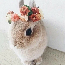 Wesołych Świąt Misie ♡♡♡