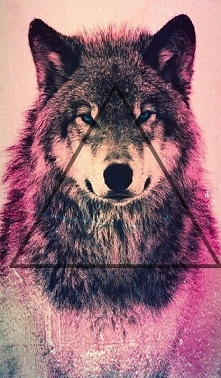 Wolf *.*
