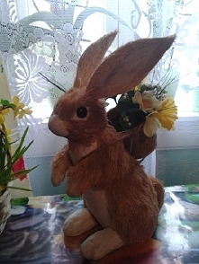 Zając mojej mamy :-)