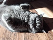 Poranne wygrzewanie się na ...