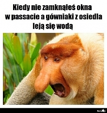 peszek xd